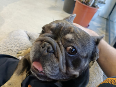 Female French Bulldog 2 years 7 months old in Laois