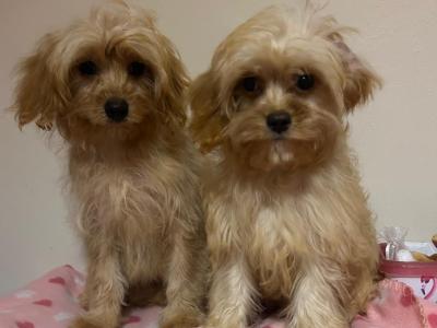 House trained Cavapoo puppies in Wexford