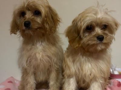 House trained Cavapoo puppies in Wexford