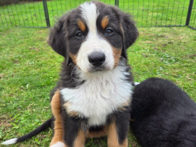 Beautiful Bernese Mountain Dog puppies IKC registered (Pending)