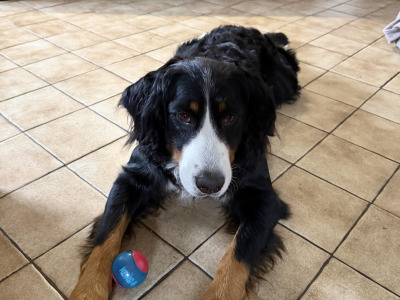Beautiful Bernese Mountain Dog puppies IKC registered (Pending)