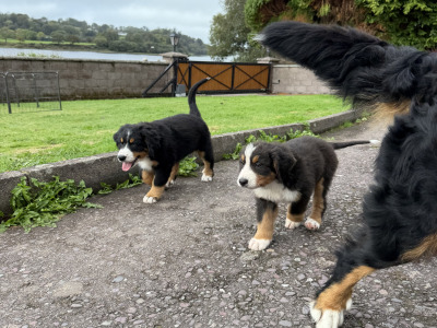 Beautiful Bernese Mountain Dog puppies IKC registered (Pending)