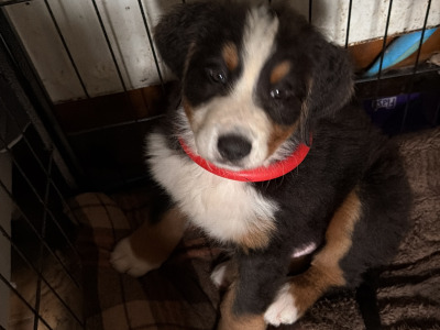 Beautiful Bernese Mountain Dog puppies IKC registered (Pending)