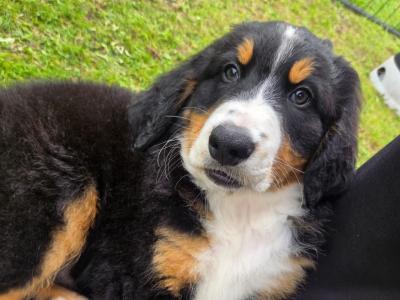 Beautiful Bernese Mountain Dog puppies IKC registered (Pending)