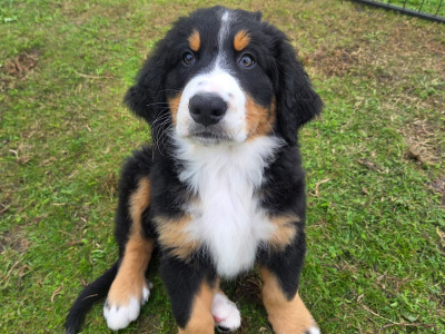Beautiful Bernese Mountain Dog puppies IKC registered (Pending)