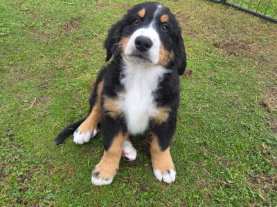 Beautiful Bernese Mountain Dog puppies IKC registered (Pending)