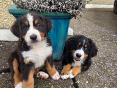 Beautiful Bernese Mountain Dog puppies IKC registered (Pending)