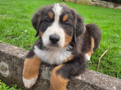 Beautiful IKC Registered (pending) Bernese Mountain Dog puppies in Cork