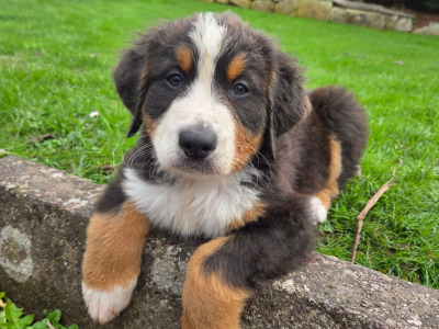 Beautiful Bernese Mountain Dog puppies IKC registered (Pending)