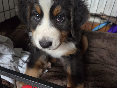 Beautiful Bernese Mountain Dog puppies IKC registered (Pending)