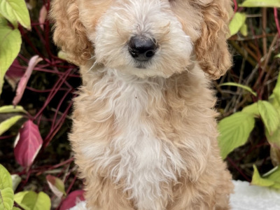 8 Golden Doodle pups in Cavan