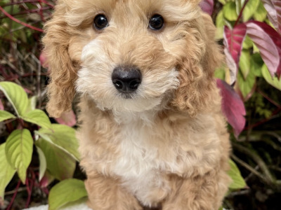 8 Golden Doodle pups in Cavan