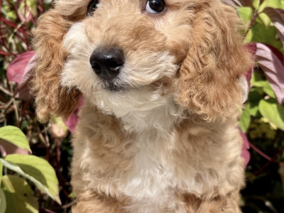 8 Golden Doodle pups in Cavan
