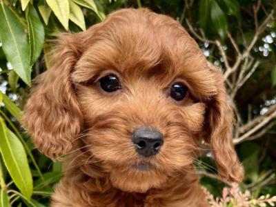 8 Goldendoodle puppies in Cavan