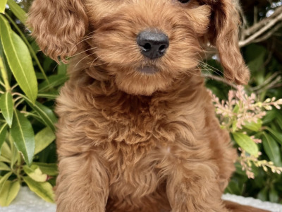 8 Golden Doodle pups in Cavan
