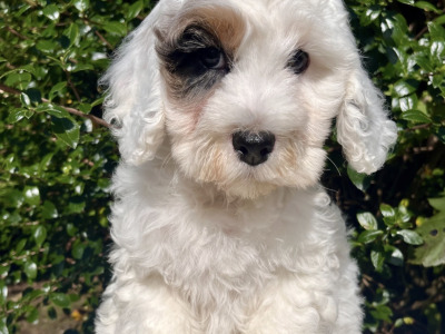 8 Golden Doodle pups in Cavan