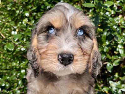 8 Goldendoodle puppies in Cavan
