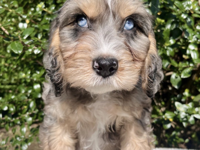 8 Golden Doodle pups in Cavan
