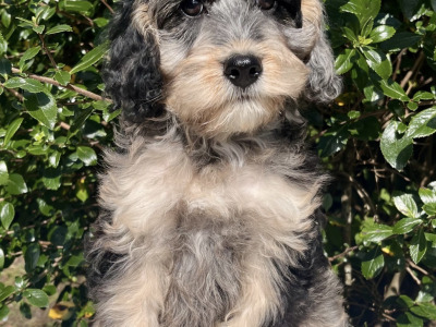 8 Golden Doodle pups in Cavan