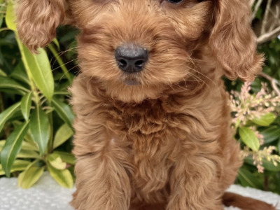 8 Golden Doodle pups in Cavan