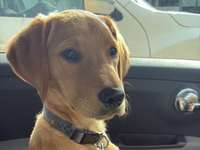 Red Coat male Labradoodle puppy 4 months old in Laois is ready for his New Home