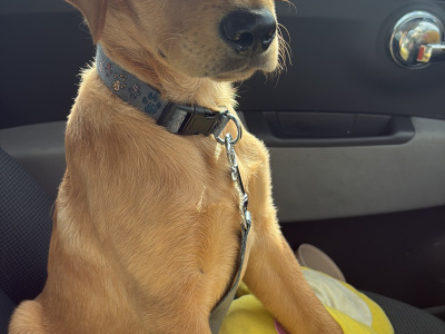 Red Coat male Labradoodle puppy 4 months old in Laois is ready for his New Home