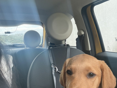 Red Coat male Labradoodle puppy 4 months old in Laois is ready for his New Home