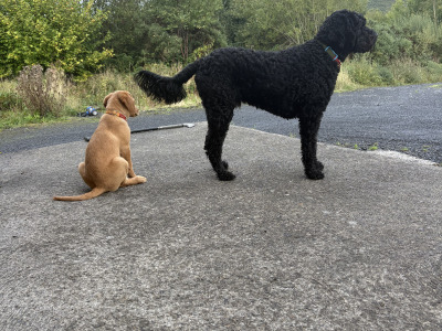 Red Coat male Labradoodle puppy 4 months old in Laois is ready for his New Home