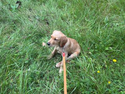 Red Coat male Labradoodle puppy 4 months old in Laois is ready for his New Home