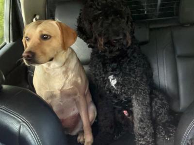 Red Coat male Labradoodle puppy 4 months old in Laois is ready for his New Home