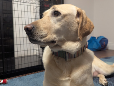 Beautiful Female Labrador Looking for a Loving Home
