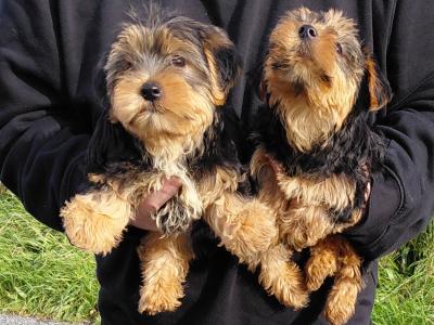 Yorkshire Terrier puppies in Longford