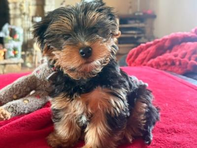 Yorkshire Terrier puppies in Longford