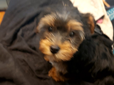 Yorkshire Terrier puppies in Longford