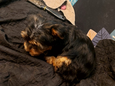 Yorkshire Terrier puppies in Longford