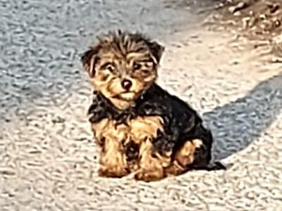 Yorkshire Terrier puppies in Longford