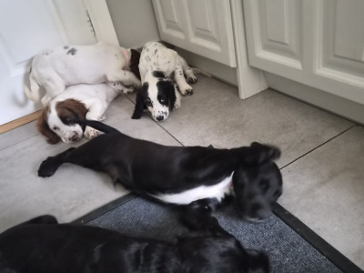 Sprocker puppies (Spring Spaniel x Cocker Spaniel) for sale in Clare