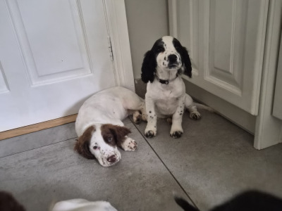 Sprocker puppies (Spring Spaniel x Cocker Spaniel) for sale in Clare