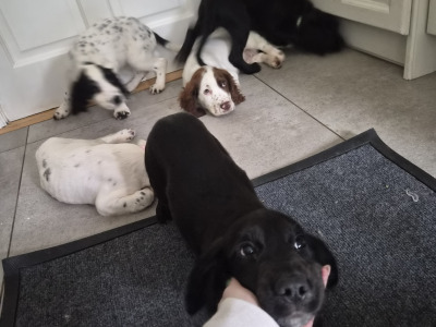 Sprocker puppies (Spring Spaniel x Cocker Spaniel) for sale in Clare
