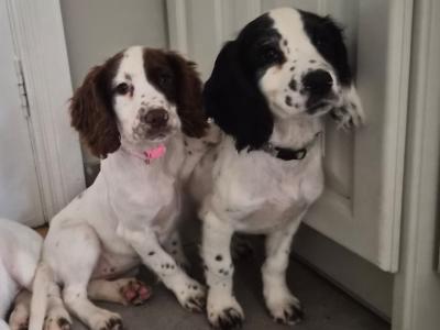 Sprocker puppies (Spring Spaniel x Cocker Spaniel) for sale in Clare