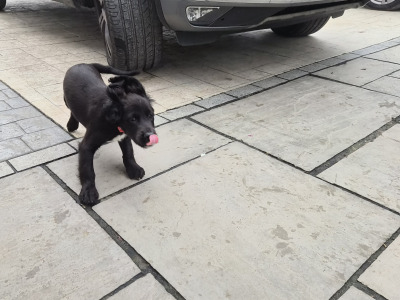 Sprocker puppies (Spring Spaniel x Cocker Spaniel) for sale in Clare