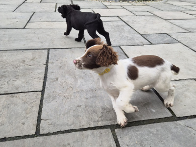 Sprocker puppies (Spring Spaniel x Cocker Spaniel) for sale in Clare