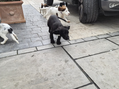Sprocker puppies (Spring Spaniel x Cocker Spaniel) for sale in Clare