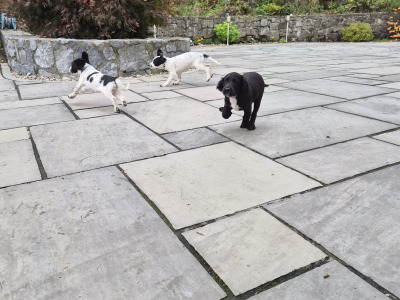 Sprocker puppies (Spring Spaniel x Cocker Spaniel) for sale in Clare
