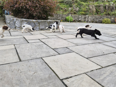 Sprocker puppies (Spring Spaniel x Cocker Spaniel) for sale in Clare