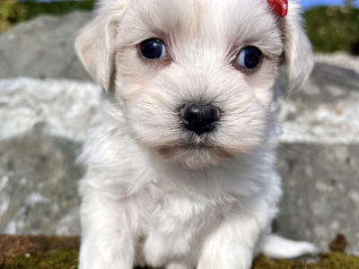 Cavachon puppies for sale in Cavan