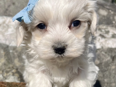Cavachon puppies for sale in Cavan