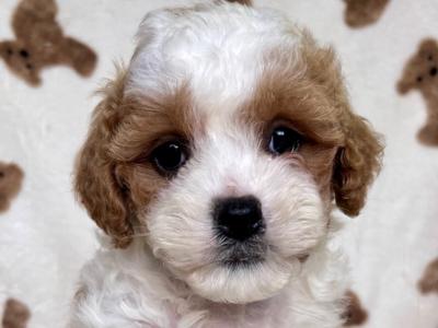 Cavachon puppies for sale in Cavan