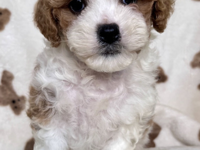 Cavachon puppies for sale in Cavan