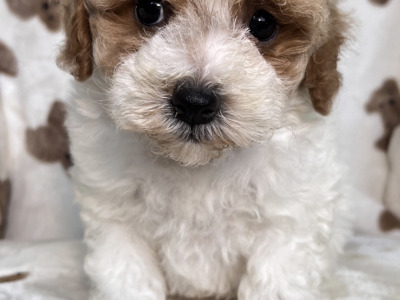 Cavachon puppies for sale in Cavan